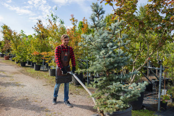 How Our Tree Care Process Works  in  Dutch Island, GA